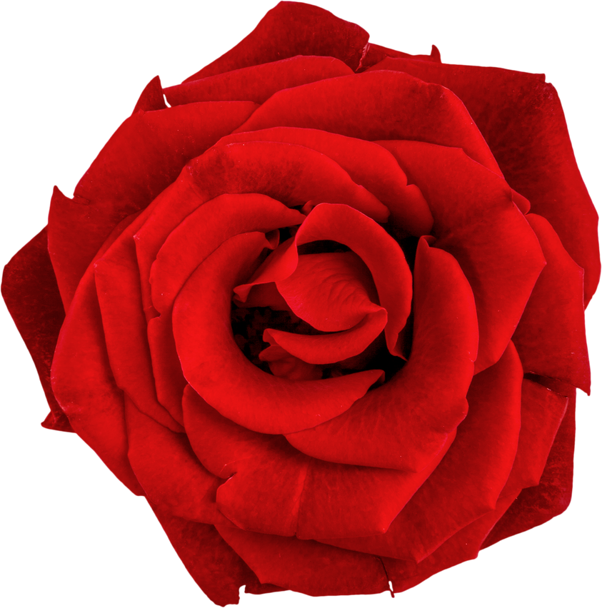 Head of Red Rose - Isolated